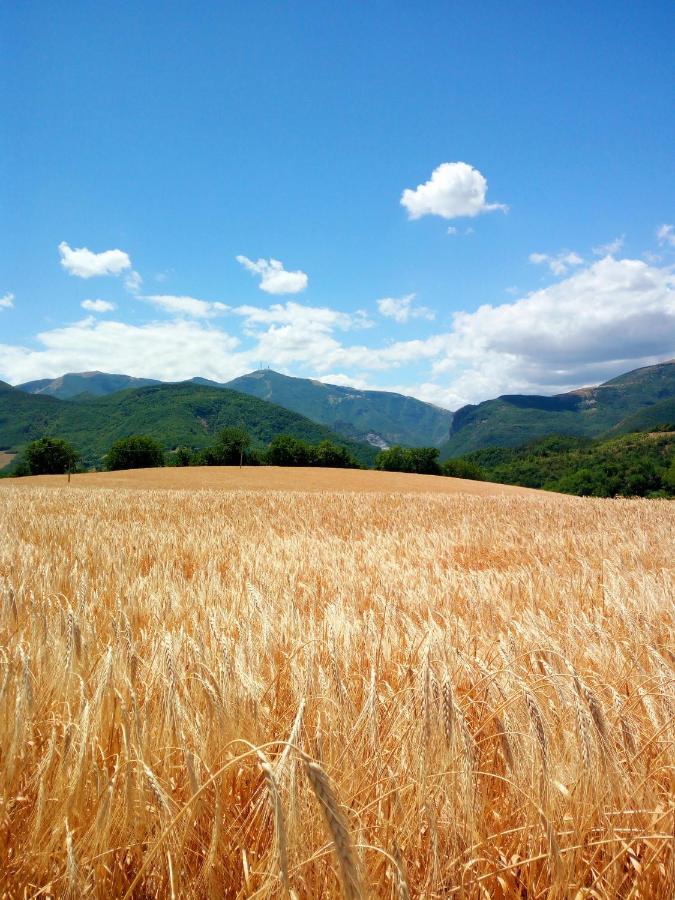 Agriturismo Del Frontino - Lo Studio Acqualagna Dış mekan fotoğraf