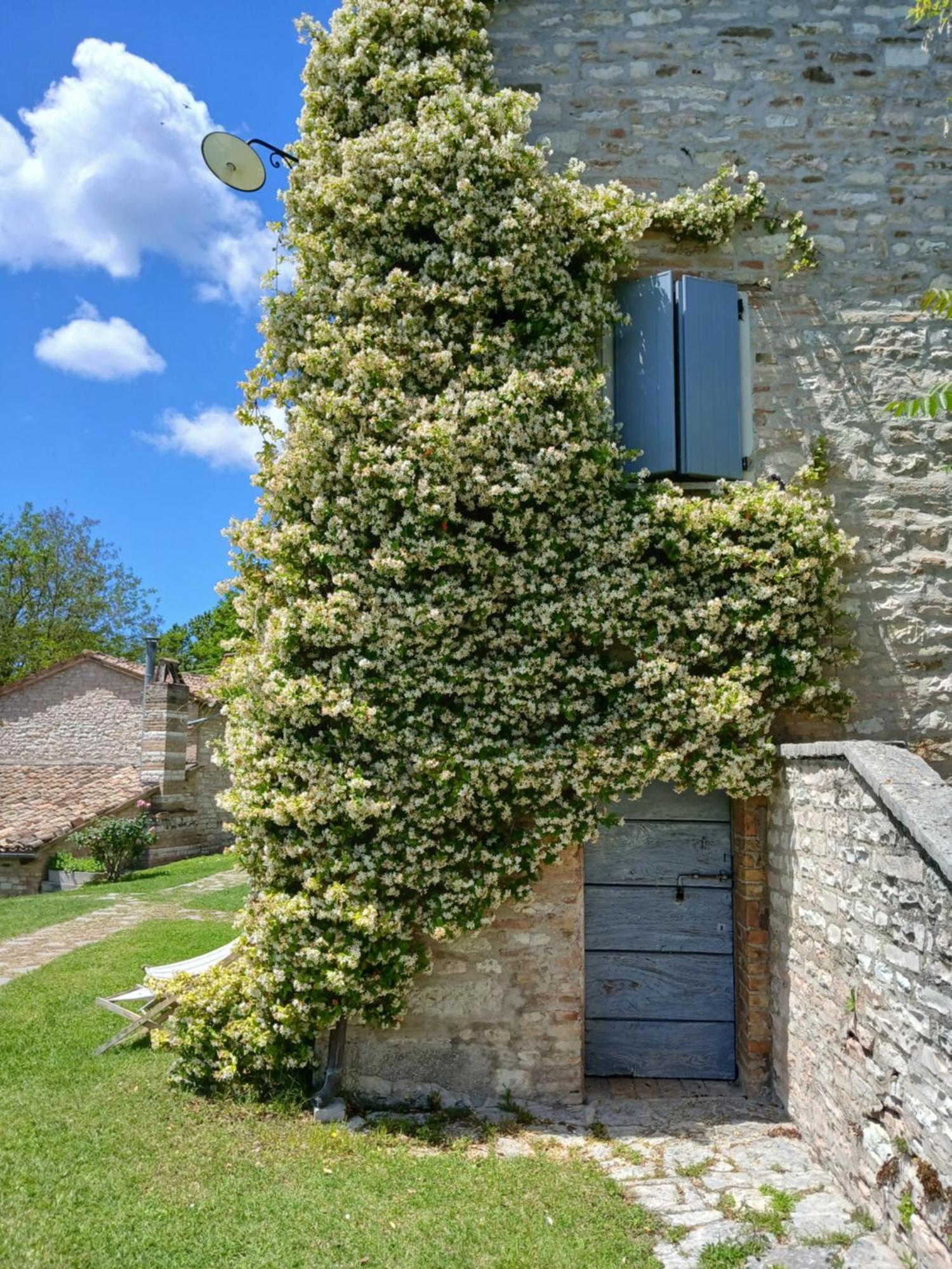 Agriturismo Del Frontino - Lo Studio Acqualagna Dış mekan fotoğraf