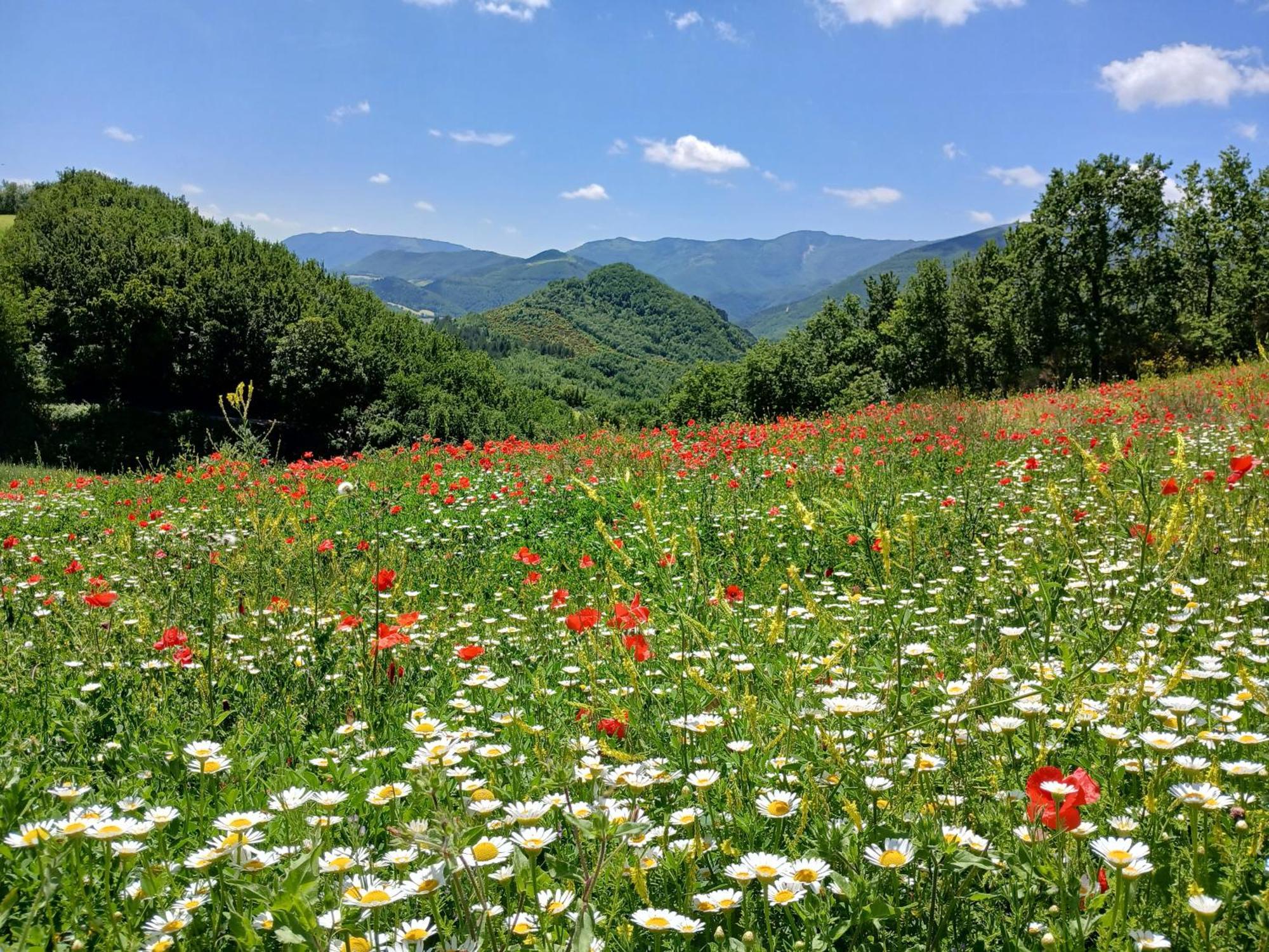 Agriturismo Del Frontino - Lo Studio Acqualagna Dış mekan fotoğraf